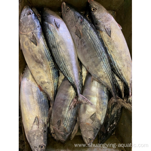 Frozen Tuna Whole Round Albacore Bonito In Bulk